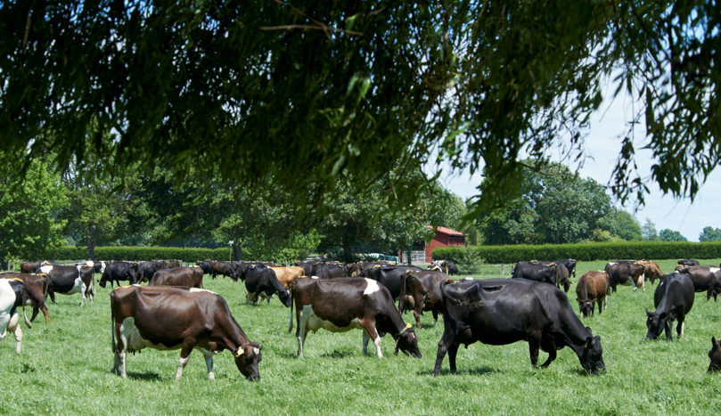 Farmers are one step closer to breeding more climate-friendly cows as first year of methane research shows promising results