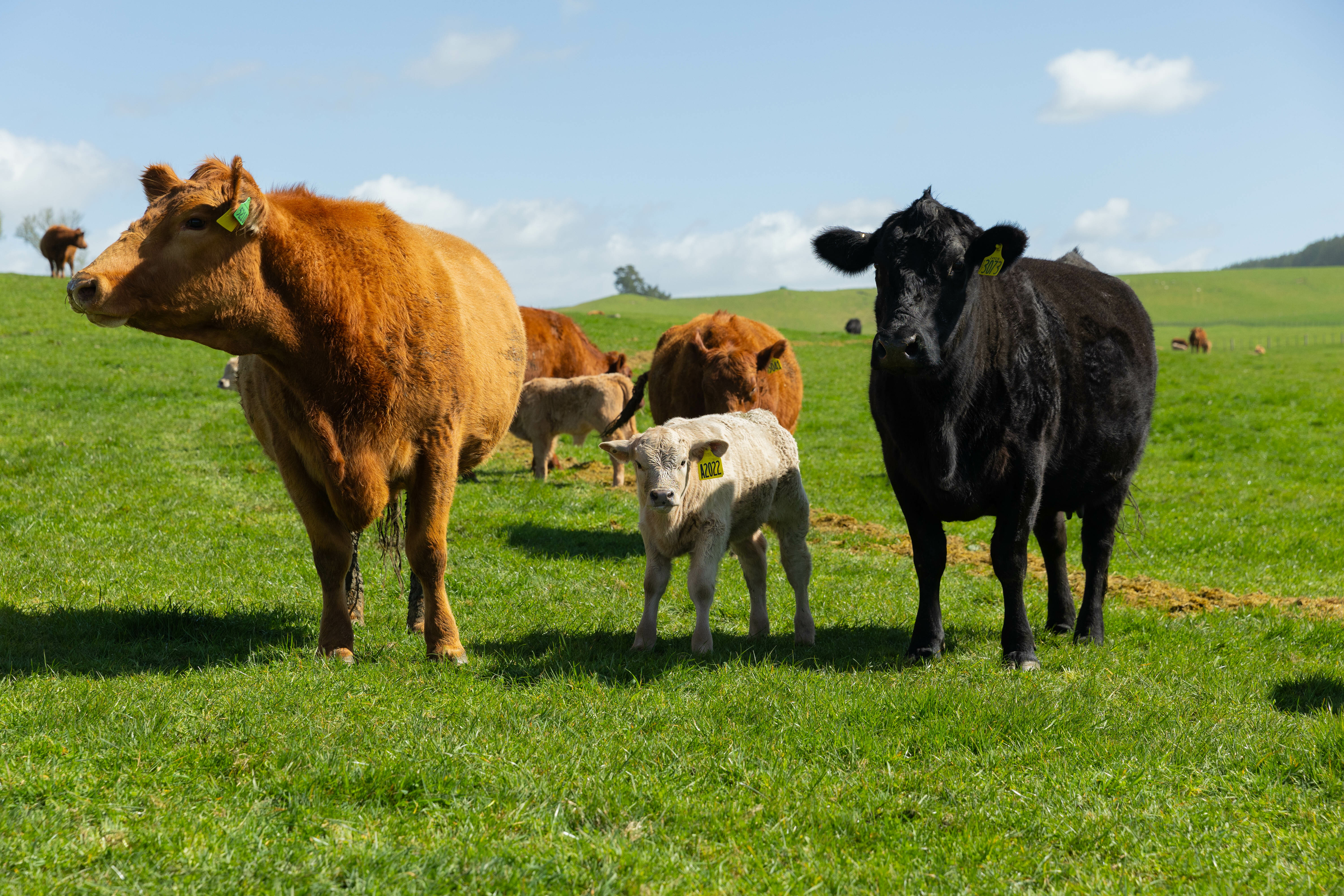 Dairy Beef: the Integrated Future of Farming