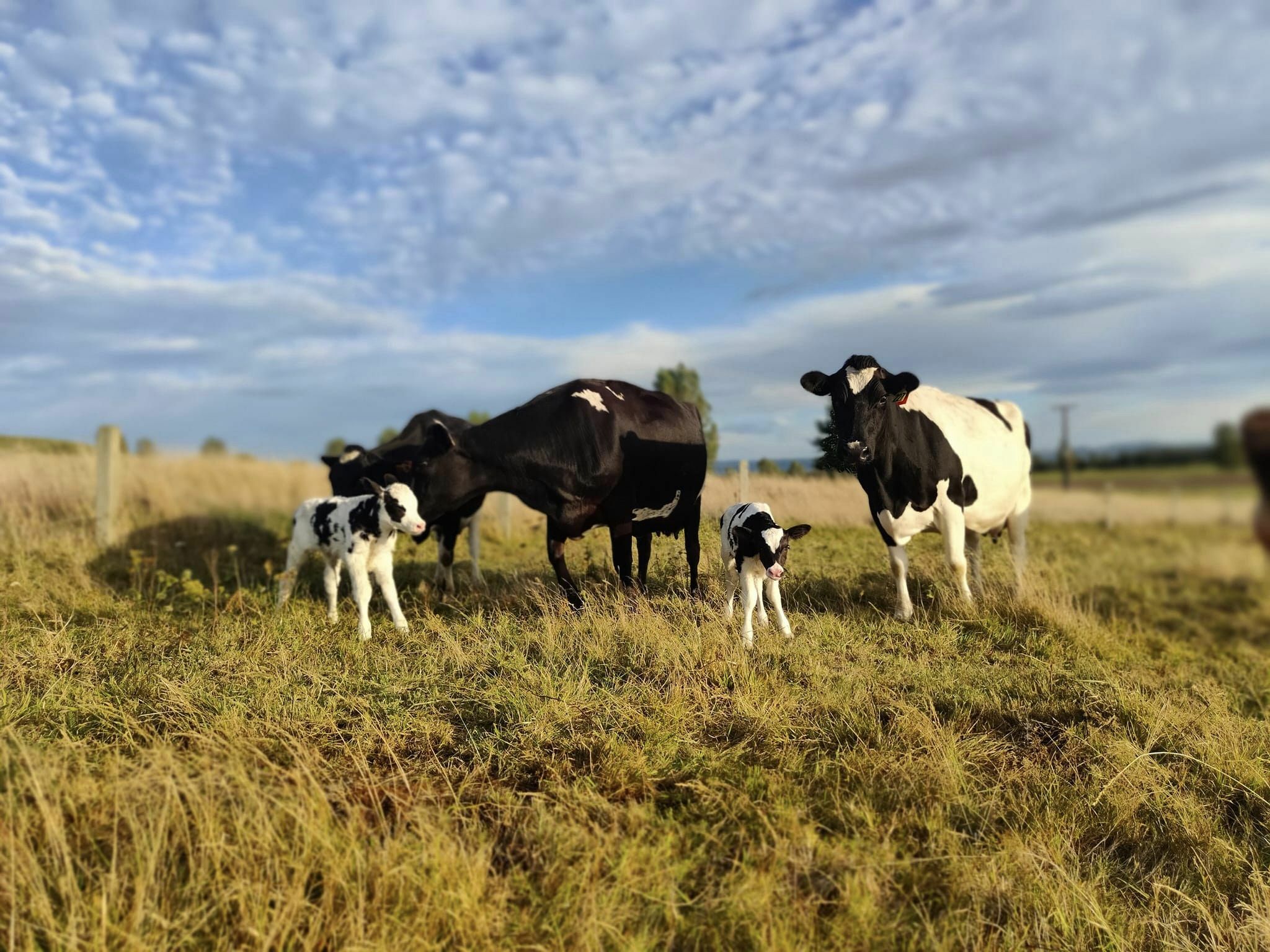 Meet Trinity Jackson – There for her cows