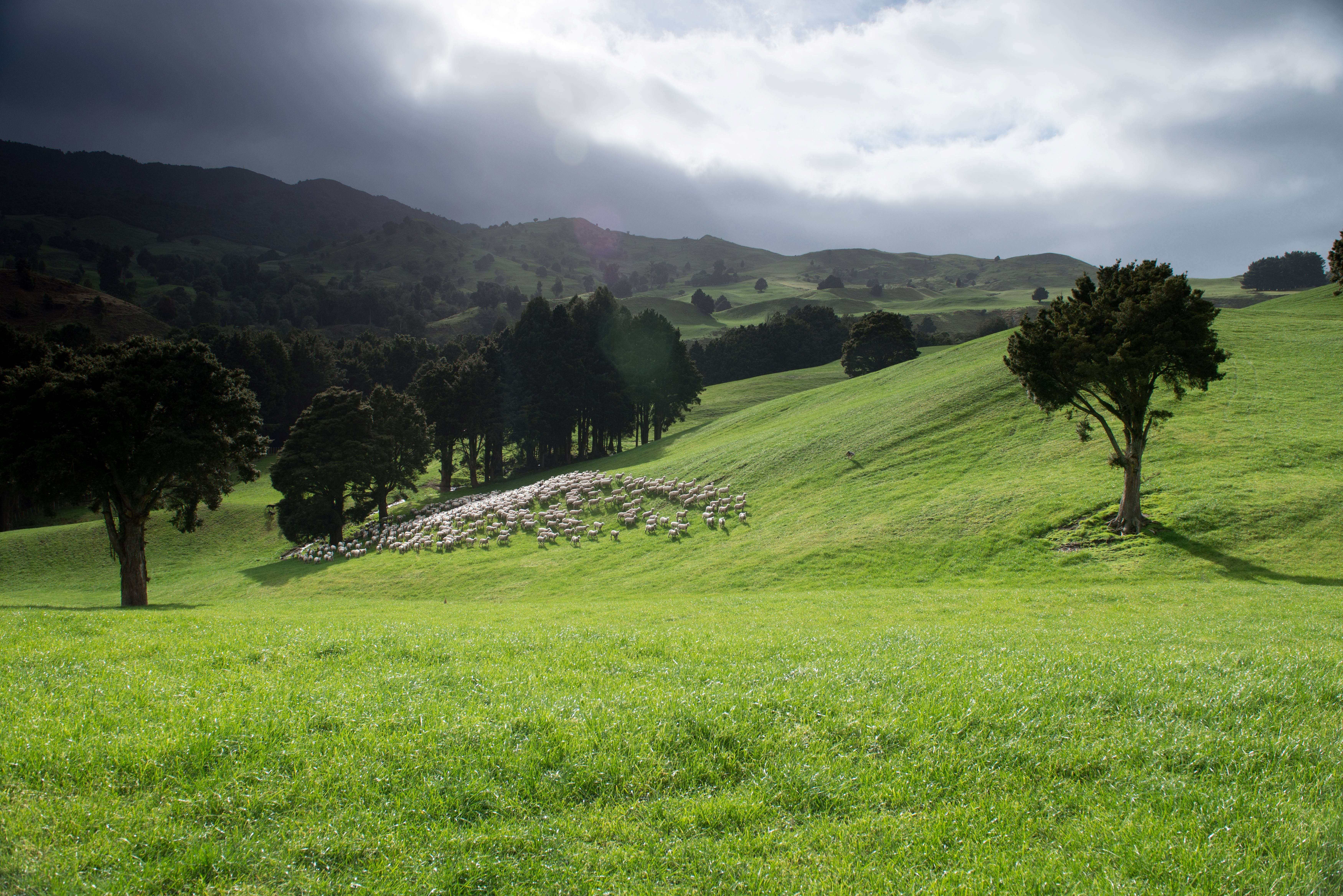 More than half of Pāmu farms now Toitū carbonreduce certified
