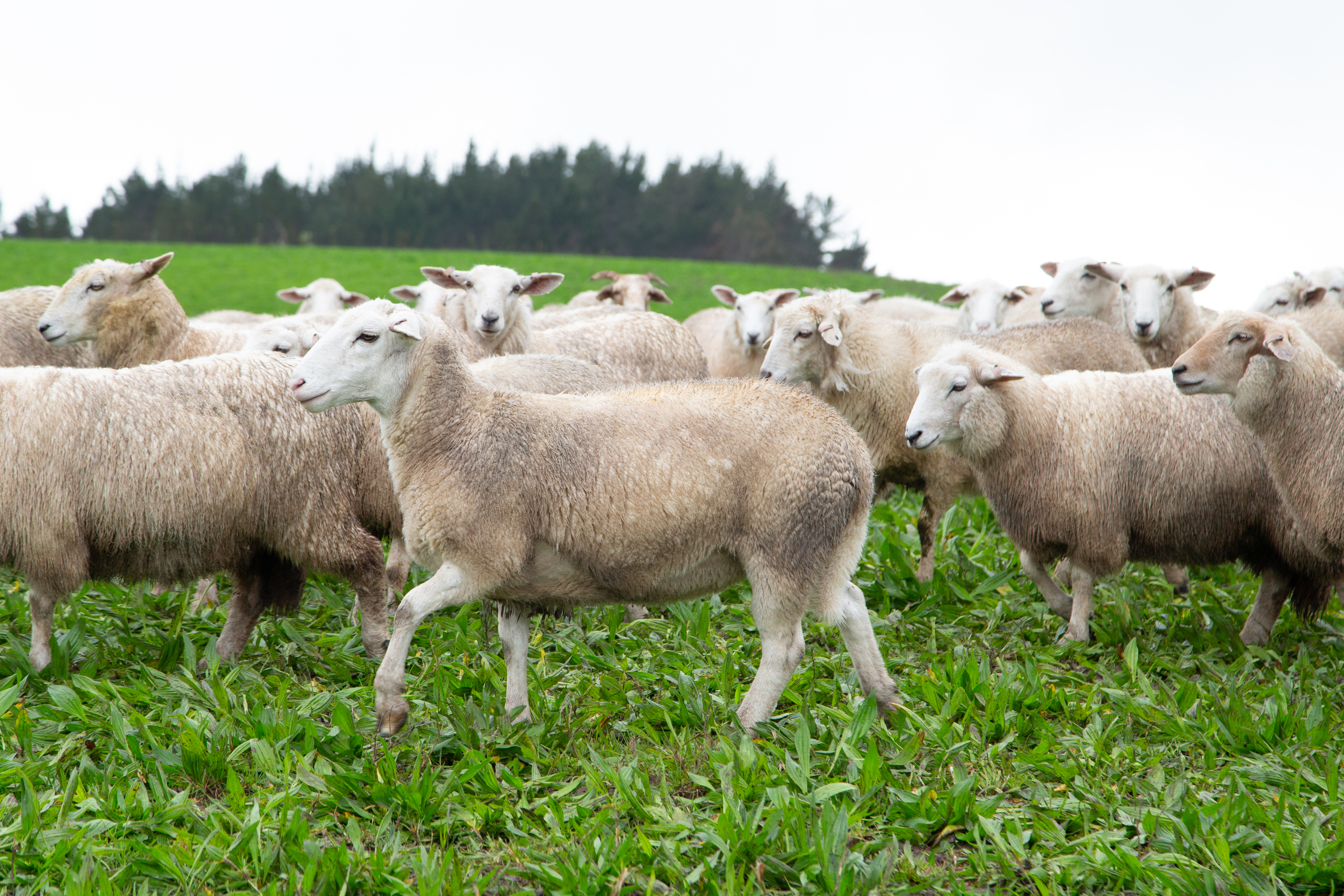 ‘Sheep of the Future’ transformational for NZ sheep farming