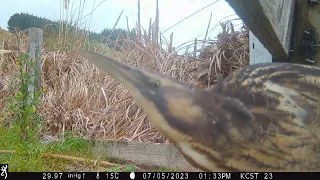 Pāmu is smitten with the Bittern